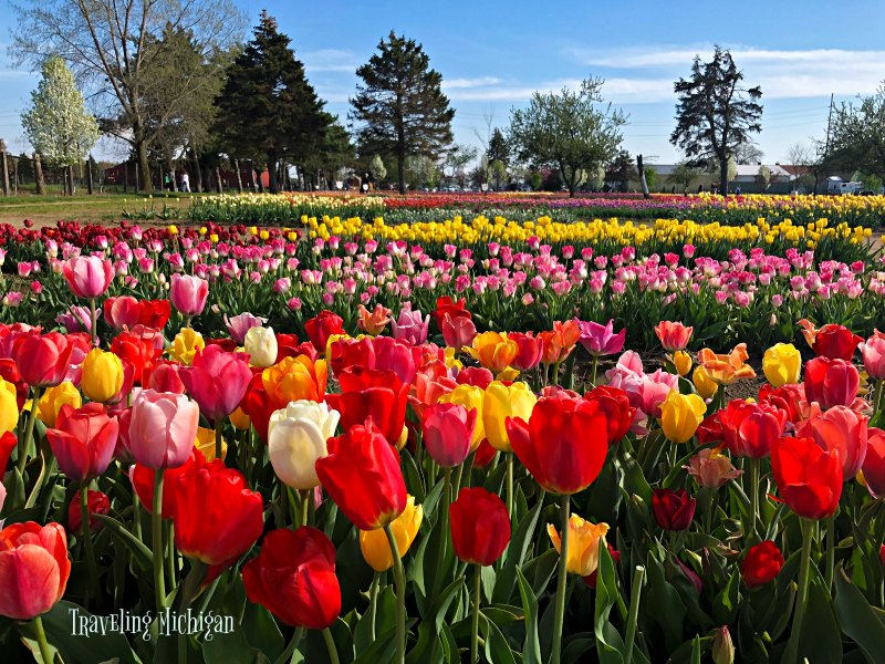 Holland Michigan Tulip Festival